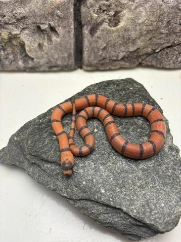 Honduran milk snakes beschikbaar voor biedingen