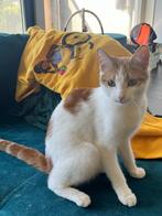 Lieve poes 1 jaar, Dieren en Toebehoren, Poes