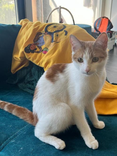 Lieve poes 1 jaar, Dieren en Toebehoren, Katten en Kittens | Overige Katten, Poes