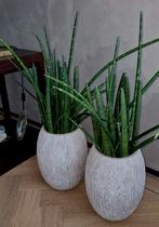 2 Grote Sansevieria's Cylindrica Spaghetti w. te groot, Ophalen, Vetplant, Halfschaduw, Minder dan 100 cm