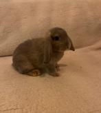 Tamme baby rammetjes beschikbaar!, Dieren en Toebehoren, Konijnen, Mannelijk, Klein, 0 tot 2 jaar