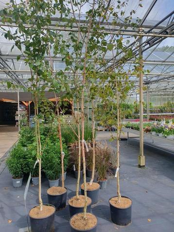 AANBIEDING Betula utilis 'Doorenbos' Himalayaberk witte stam beschikbaar voor biedingen
