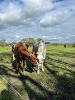 Stalling gezocht, Dieren en Toebehoren, Stalling en Weidegang, Stalling
