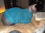 Warme trui kattenkleding Sphynx kat kitten. Handmade, Nieuw, Ophalen of Verzenden