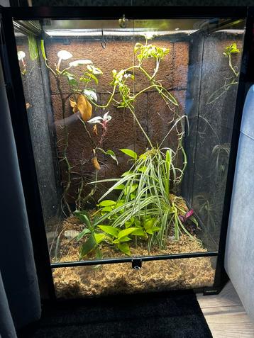 Terrarium (lichtgewicht) 60x60x90 beschikbaar voor biedingen
