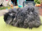 Lunkarya cavia beertje, Dieren en Toebehoren, Knaagdieren, Cavia, Mannelijk, Juli, Tam