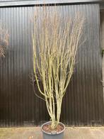 Krentenboompje Amalanchier rainbow pillar, Tuin en Terras, Overige soorten, Lente, Ophalen, Volle zon