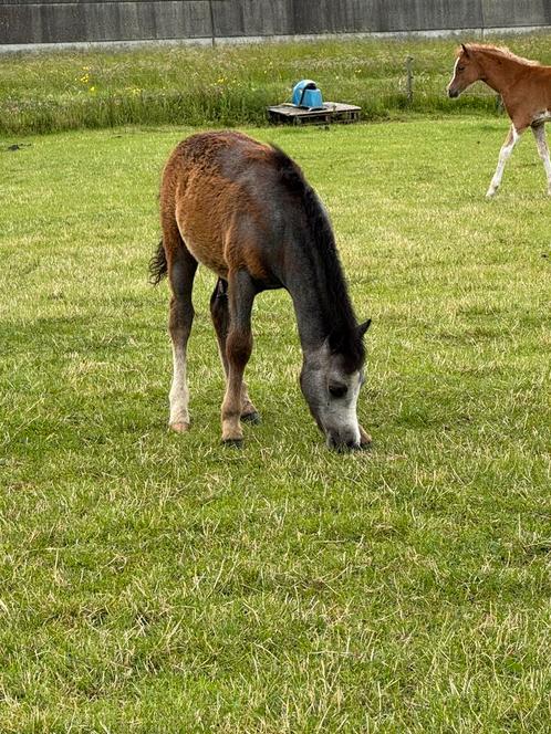 Welsh A hengst veulen + jaarling hengst, Dieren en Toebehoren, Pony's, Hengst, Niet van toepassing, A pony (tot 1.17m), 0 tot 2 jaar
