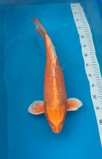 Orenji ogon, Dieren en Toebehoren, Vissen | Vijvervissen, Karper of Koi