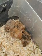 Teddy muizen, Dieren en Toebehoren, Muis, December, Meerdere dieren, Tam