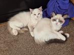 Twee super lieve aanhankelijk Ragdoll kittens! Maya en Leila, Dieren en Toebehoren, Poes, Ontwormd, 0 tot 2 jaar