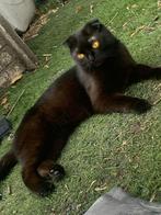 Britse korthaar, Dieren en Toebehoren, Kater