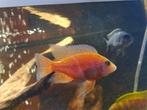 2st Aulonocara Fire fish, Vis