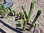 Echinopsis pachanoi, Ophalen, Zomer, Volle zon