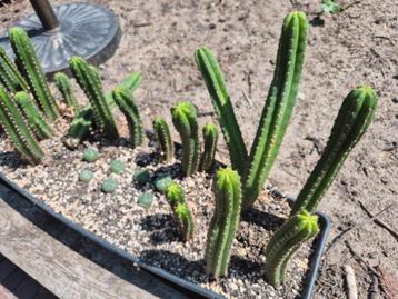 Echinopsis pachanoi beschikbaar voor biedingen