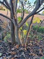 Grote Vijgenstruik - 2m x 2m, Tuin en Terras, Planten | Bomen, Bloeit niet, Overige soorten, 100 tot 250 cm, Ophalen