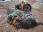 Britse korthaar kittens, raszuiver, Ontwormd