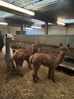 Alpaca´s, Juni, Meerdere dieren