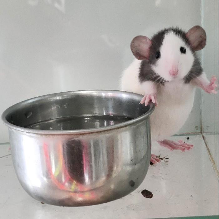 Ratjes te koop, Dieren en Toebehoren, Knaagdieren, November