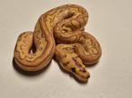 1.0 fire lesser leopard yb clown ball python, Slang, 0 tot 2 jaar