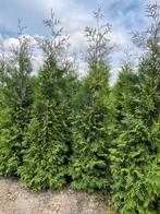 Thuja brabant, smaragd, leylandii coniferen, Ophalen, Conifeer, Haag, 100 tot 250 cm