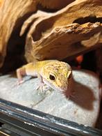 Luipaardgekko Hypo Eclipse het tremper albino, Dieren en Toebehoren, Reptielen en Amfibieën, Hagedis, 3 tot 6 jaar