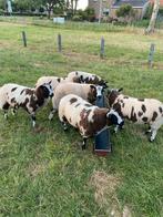 Bonte lammeren te koop, Dieren en Toebehoren, Schapen, Geiten en Varkens, Meerdere dieren, Schaap, 0 tot 2 jaar