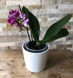 Orchidee paars in pot, Overige soorten, Minder dan 100 cm, Ophalen of Verzenden, Halfschaduw