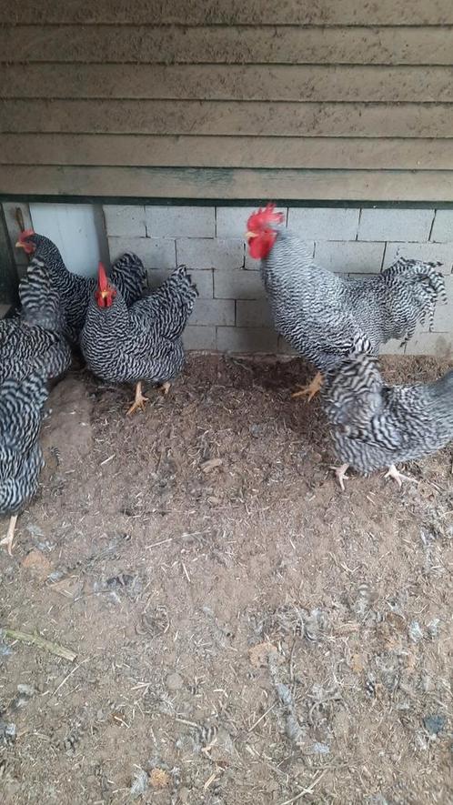 Broedeieren, Dieren en Toebehoren, Pluimvee, Kip, Geslacht onbekend