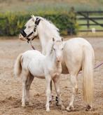 Prachtig cremello hengstveulen, Dieren en Toebehoren, Pony's, Hengst, 0 tot 2 jaar