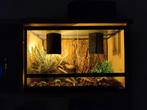 Terrarium met verlichting., Dieren en Toebehoren, Ophalen