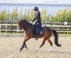 Kinderpony allround sportpony dresuurpony springpony hunter, Dieren en Toebehoren, Pony's, Merrie
