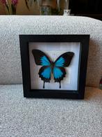 Diverse vlinders in lijst, Ophalen