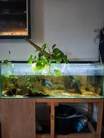 Aquarium 120x40x40 inclusief toebehoren, Dieren en Toebehoren, Vissen | Aquaria en Toebehoren, Ophalen