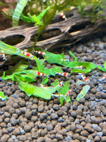 Crystal red (prl) caridina beschikbaar voor biedingen