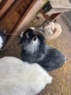 Wegens inkrimping te koop: geiten en schaap!, Meerdere dieren, Geit