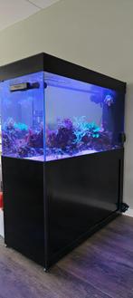 Zeeaquarium doorkijk (peninsula) 1.20 meter, Dieren en Toebehoren, Ophalen, Gebruikt, Gevuld zeewateraquarium