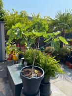 Prachtige vijgenboom in een luxe pot !!, Ophalen, Volle zon, In pot, Bloeit niet