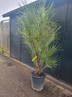 Zeer grote chamaerops humillis palmen, Ophalen of Verzenden, Zomer, Volle zon, Palmboom