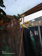 Gouldamanides 2024 en kanaries 2025, Dieren en Toebehoren, Vogels | Overige Vogels, Meerdere dieren