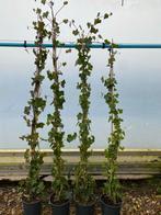 Hedera hibernica - Ierse klimop groenblijvend schutting, Ophalen, Vaste plant, Bloeit niet, Halfschaduw