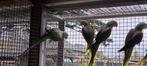 Grote alexanderparkieten, Dieren en Toebehoren, Vogels | Parkieten en Papegaaien, Meerdere dieren, Parkiet, Geringd