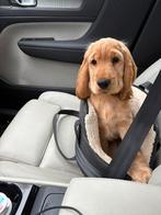 Hondentas voor kleine rassen, Ophalen of Verzenden, Zo goed als nieuw