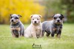 Australian cattle dog, Particulier, Rabiës (hondsdolheid), 8 tot 15 weken, Buitenland