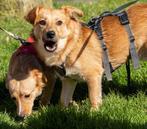 LUCY & PATRICK 2 lieve kleine hondjes, teefje & reutje, Dieren en Toebehoren, Honden | Niet-rashonden, Rabiës (hondsdolheid), 1 tot 2 jaar