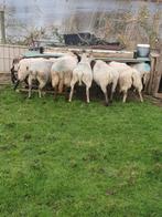 Drachtige schapen gedekt door Bonte Ram feest paard pony, Vrouwelijk, Schaap