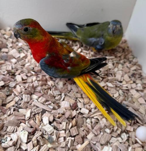 Turquoisine parkieten koppels, Dieren en Toebehoren, Vogels | Parkieten en Papegaaien, Parkiet, Meerdere dieren