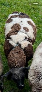 Overjarige bonte dekram te koop van 2023, Dieren en Toebehoren, Schapen, Geiten en Varkens, Mannelijk, Schaap