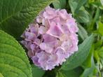 Boerenhortensia bolhortensia hortensia soorten, Ophalen, Hortensia, Haag, Minder dan 100 cm