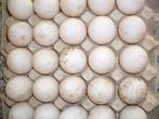 Te koop broed eieren khaki campbell eenden, Dieren en Toebehoren, Pluimvee, Eend, Geslacht onbekend